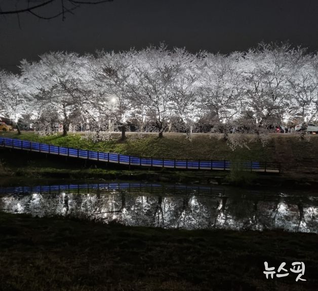 야간 조명이 설치된 계양천 벚꽃길의 야경