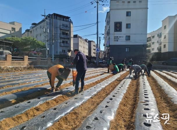 파주시 운정1동 새마을지도자협의회,‘사랑의 감자심기’개최