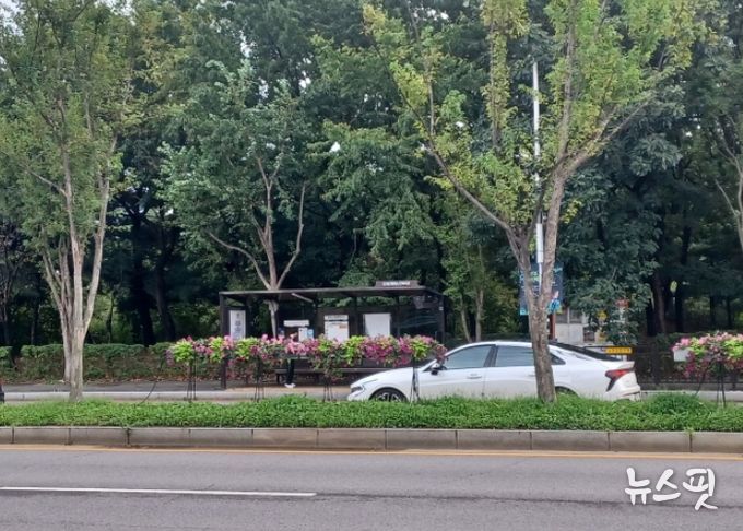 고양시 일산서구, 고양가을꽃축제 맞이 초화 식재 완료