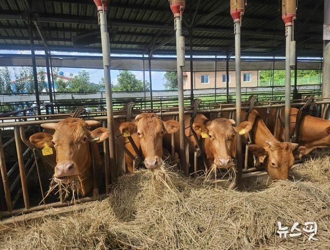 안성시, 25년 저탄소 축산물 인증 14농가 선정