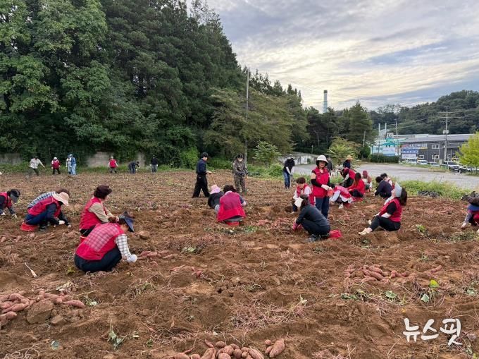 오산시 남촌동, 고구마 수확으로 불우이웃 돕기 나서