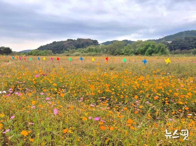 제3회 여주 대신섬 가을사랑 축제 개막…가을바람 따라 알록달록 바람개비 물결