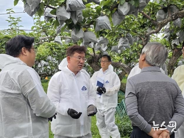 농촌진흥청장, 안성 배 생육 및 출하 현장점검 실시