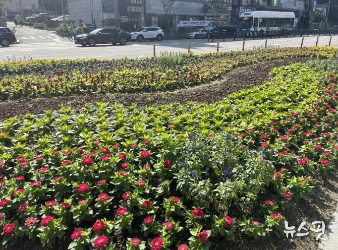 용인특례시 처인구는 주요 지역에 추석맞이 가을꽃길을 조성했다