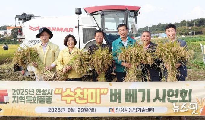 안성시농업기술센터, 지역특화품종 ‘수찬미’ 벼 베기 행사 개최