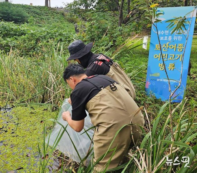 경기도 지정 보호 야생생물 ‘버들붕어’ 1천 마리 경안천습지 방류