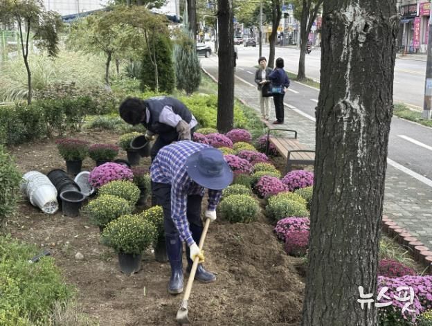 시흥시 정왕본동, 가을꽃 식재로 쾌적한 도시환경 조성 박차