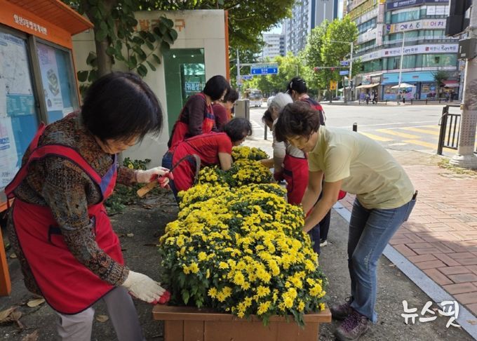 고양시 일산3동 주민자치회, 가을맞이 ‘국화 심기’⋯마을에 활기 불어넣어
