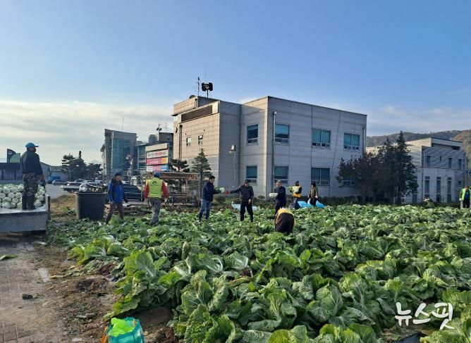 양평군 양동면 지역사회보장협의체, 기관·단체와 함께 동절기 배추·무 수확