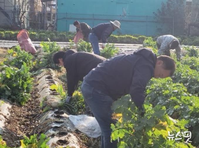 파주시 법원읍 대능5리 김인호 이장, ‘사랑의 김장무 1,000개’ 나눔