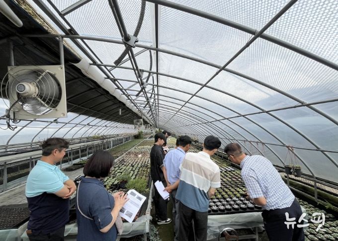 농업기술센터 실증온실에서 커피박과 우분을 혼합한 퇴비 시용 실험이 진행되고 있다.
