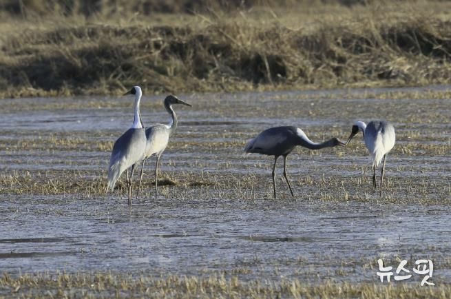 새끼에게 먹이를 먹이는 재두루미 가족