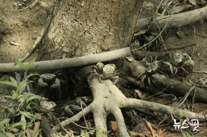 장항습지 말똥게와 버드나무