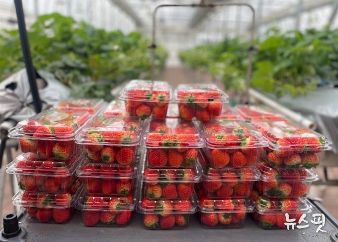 남양주시 농업기술센터, ‘딸기 연구의 결실’ 이웃에게 나눔
