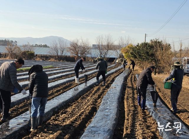 안성시 농업기술센터, 농촌지도자연합회와 사랑의 감자(과제포 활동) 식재